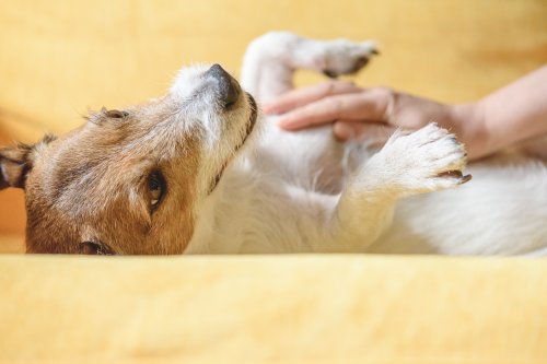 Everything to Know About Your Pet’s Mental Health