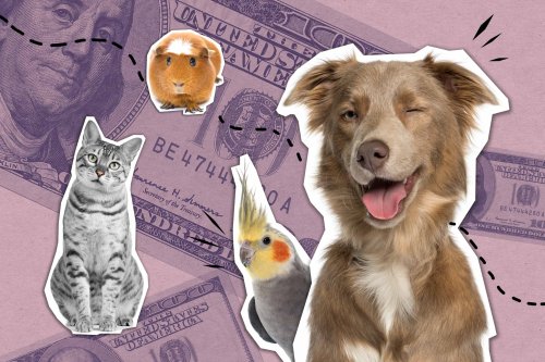 5 Smart Ways to Save Money on Your Pets