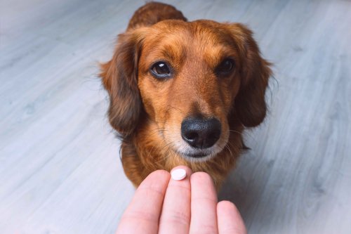 Trazodone for Dogs: Use and Dosage