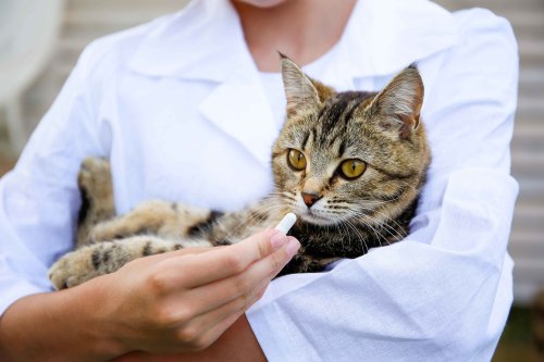 Gabapentin for Cats: Use and Dosage