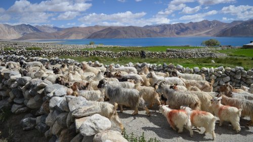 Karma and the Snow Lion: A pashmina goat, a snow lion and being Tibetan in India
