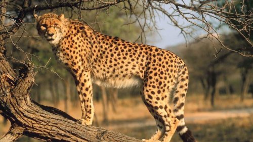 Madhya Pradesh: Cheetahs Prabhash and Pavak to get new home on Sunday