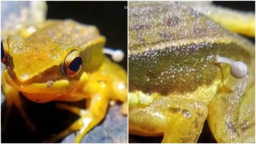 Frog with mushroom 'sprouting' out of it baffles researchers. Beginning of zombies, says internet