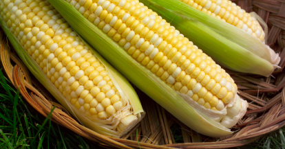 《農產品》種植面積估下降 CBOT玉米、小米上漲-MoneyDJ理財網