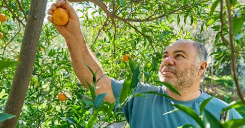 Something is rotten in the state of Florida’s orange industry — hurricanes, disease and population boom are killing it, and your grocery bill could be the next victim