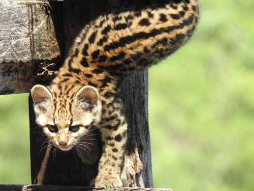 Tirica: las enormes amenazas al gato silvestre más pequeño del Bosque Atlántico