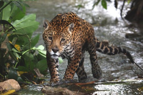 In Calakmul, water troughs offer possible solution to human-wildlife conflict