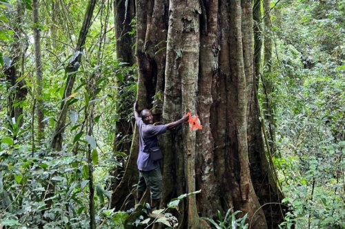 ‘3,000 year-old’ trees in Tanzania are new species