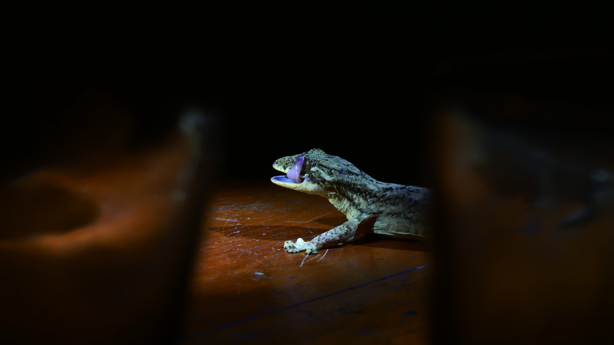 Mongabay Latam cover image