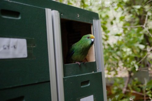 Critically endangered parakeets get a new home on New Zealand island