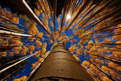 Genetically engineered trees stoke climate hope — and environmental fears