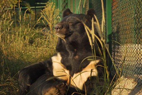 Inside the human-bear conflict in northern India