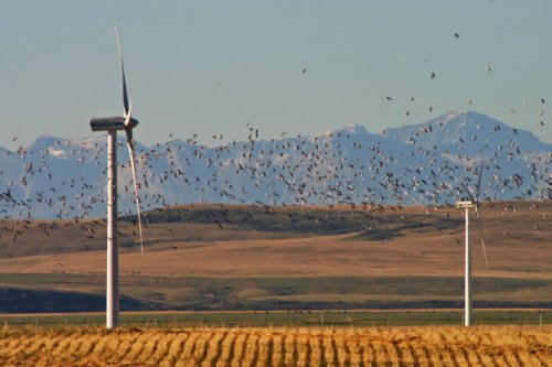What’s black and white and spins? Wind turbines that don’t kill birds