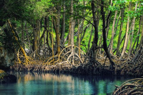 Mangrove restorers in Haiti bet on resilience amid rising violence