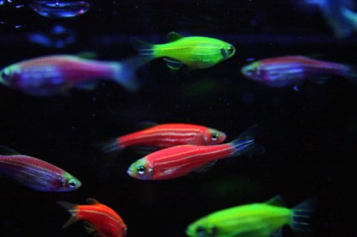 GM fish engineered to glow in the dark are found in Brazil creeks