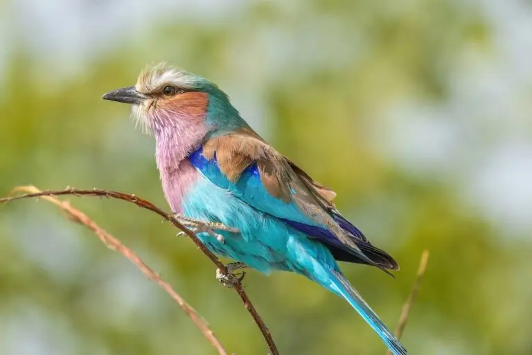 BEAUTIFUL NATURE--WILL SHE PREVAIL?