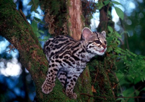 Margay: el trapecista de los árboles amenazado por la pérdida de bosque