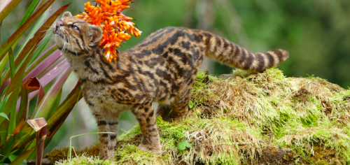 Tigrillo: el pequeño gato silvestre que peligra por el Arco Minero en Venezuela