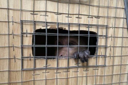 Report alleges criminality in Cambodian, Vietnamese monkey trade