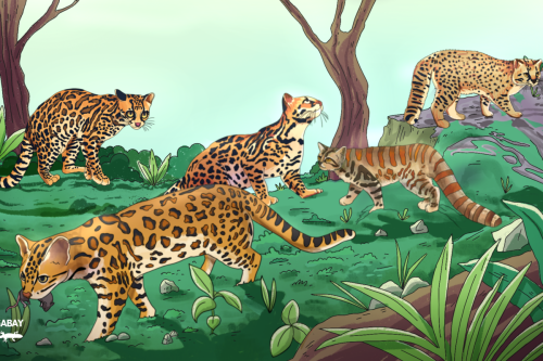 ESPECIAL | Los pequeños y olvidados gatos silvestres de Latinoamérica