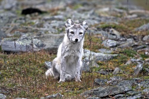 The warming Arctic is now a carbon source, report finds