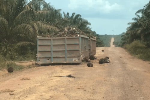 Behind the scenes video unveils water contamination by ‘sustainable’ Amazon palm oil