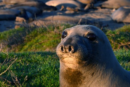Seal ‘oceanographers’ reveal fish abundance in Pacific Ocean’s twilight zone