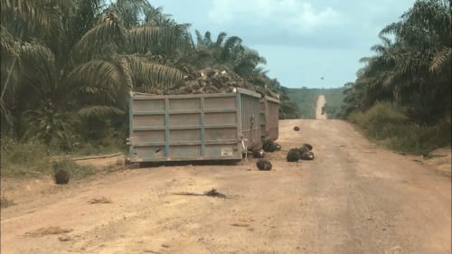 Behind the scenes video unveils water contamination by ‘sustainable’ Amazon palm oil