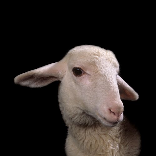 Schau über Tierrechte in Athen: Die Entfremdung der Arten