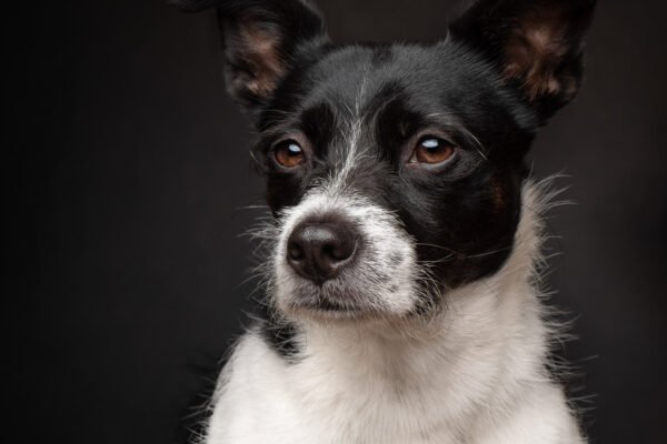 Behind the Scenes With One of Vancouver’s Premier Dog Photographers