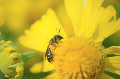 Canada’s Bees Need Our Love. And Not Just the Honey Bees
