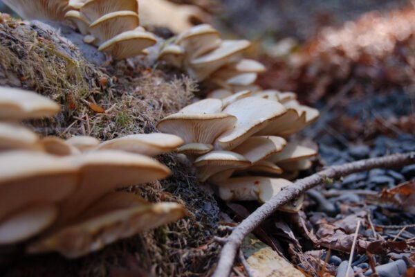 Take a Winter Mushroom Walk Around Vancouver With Kitsilano’s Resident Mycologist