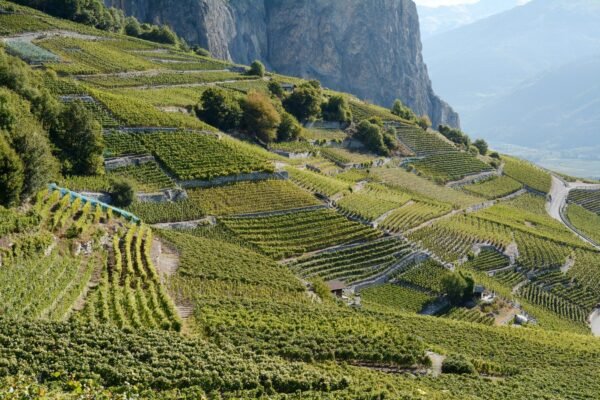 The Swiss Mountain Wine Trail You’ve Likely Never Heard Of