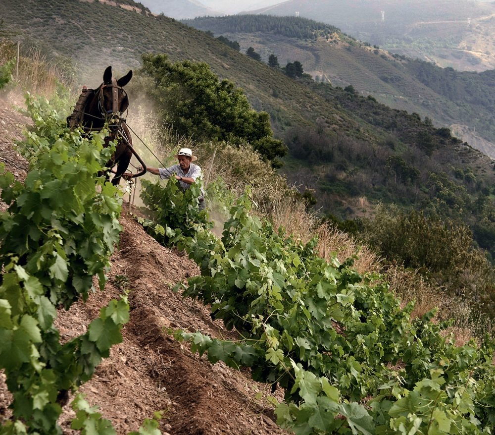 A Modern Pilgrimage Through Spain's Wine Country