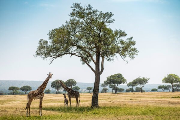 Kenya’s Luxury Conservation Camp Where the Maasai Host and Giraffes Keep Watch