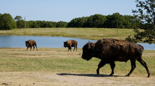 Bison’s Relocation to Native Lands Revives a Spiritual Bond