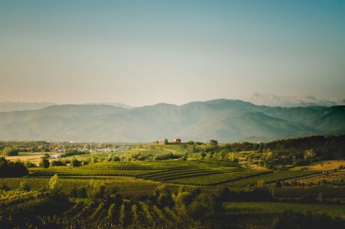 Attems Wines: A Taste of Friuli Venezia Giulia