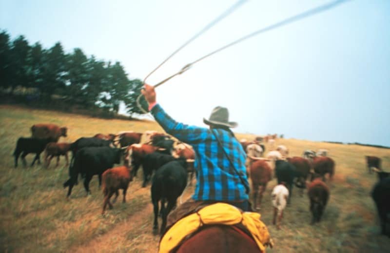 Working Cattle Ranch Vacations: A City Slicker Wrangles A Cowboy Adventure