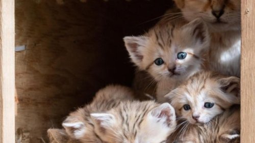 Israel: Fünf seltene Sandkatzen-Babys in geboren