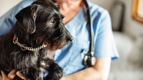 Kosten beim Tierarzt steigen: Hartz-4-Empfänger und Rentner besonders betroffen