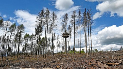 Klimakrise im Wald: Schäden gehen in Miiliardenhöhe - Förster sind alarmiert