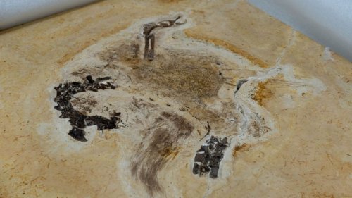 Wohl illegal beschafftes Dino-Fossil zurückgegeben