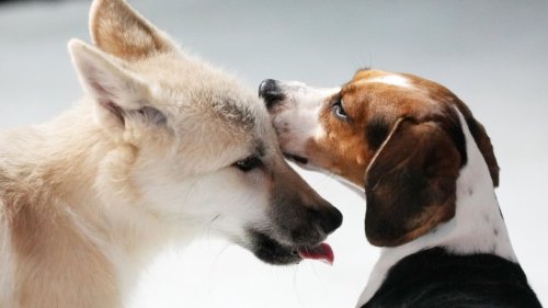 Geklonter Polarwolf in China - Leihmutter war Beagle