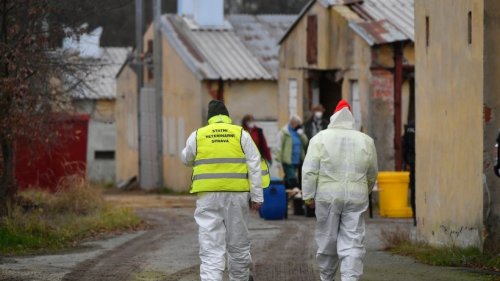 Vogelgrippe: 15.000 Enten in Tschechien notgeschlachtet
