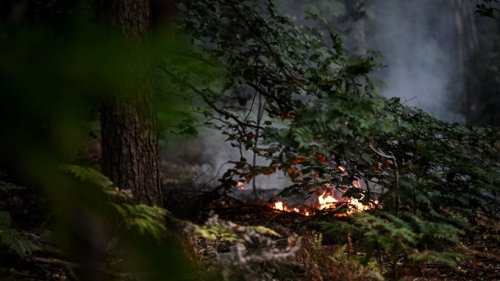 Brandbekämpfung im Grunewald geht ohne Hubschrauber weiter