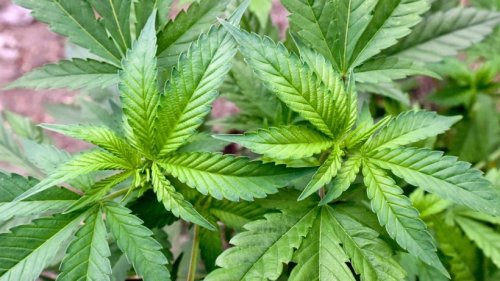 Justizministerin lehnt geplante Cannabis-Freigabe ab