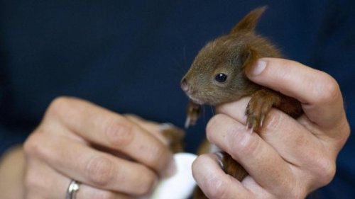 Eichhörnchen-Notaufnahmen helfen den kleinen Waldbewohnern