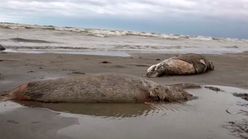 Rund 2500 tote Kaspische Robben in Russland gefunden