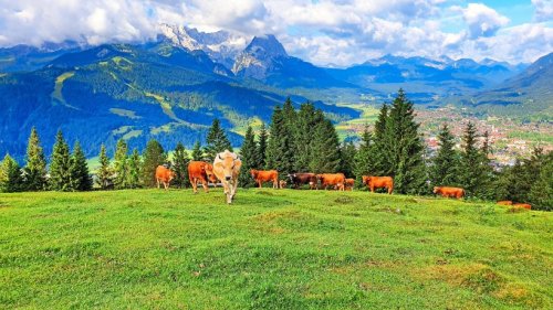 Garmisch-Partenkirchen: Streit um Bergwiesen – Bauern wollen kein Unesco-Welterbe
