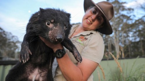 „Echte VIPs“: Tasmanische Teufel als Jetsetter